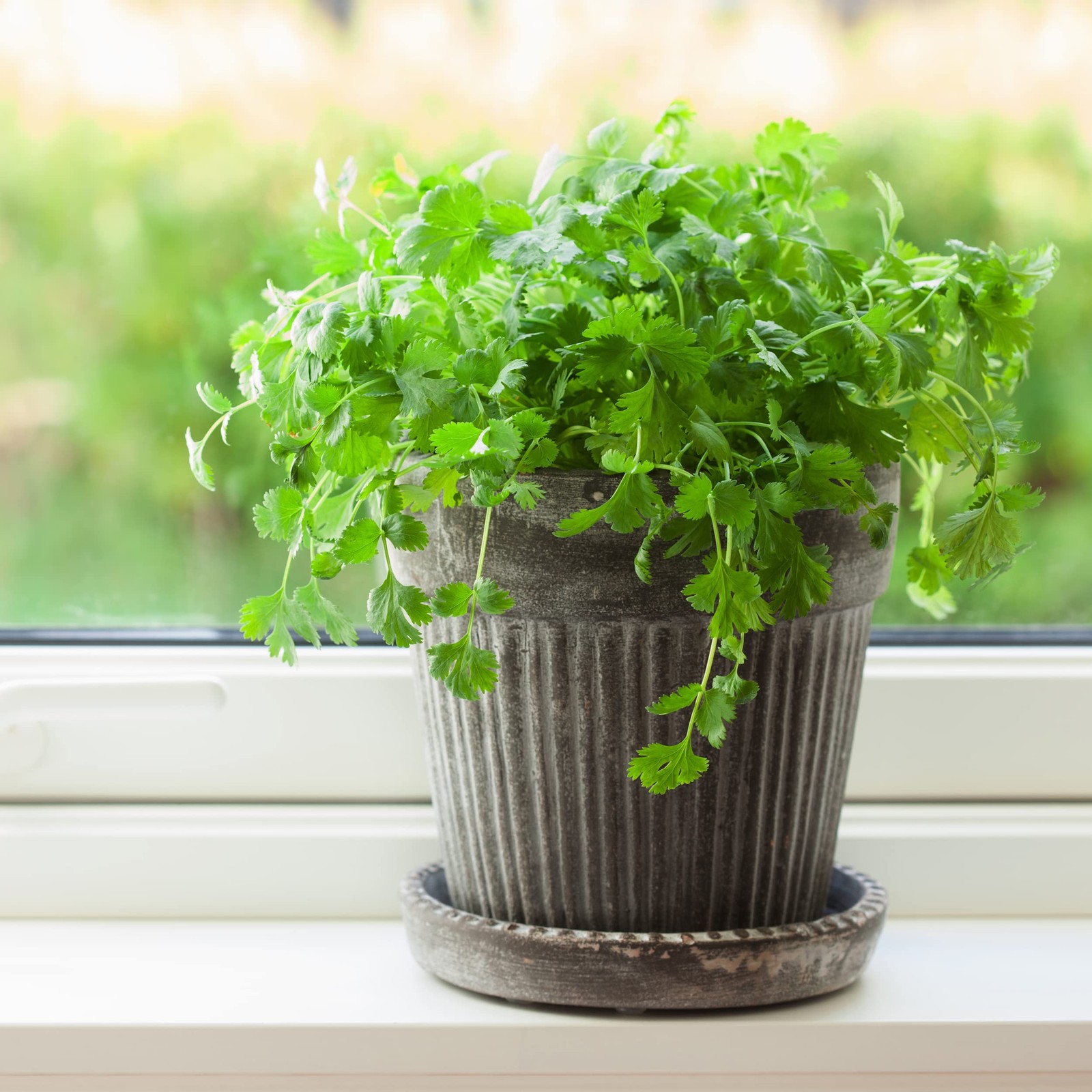 The Old Farmer’s Almanac Heirloom Organic Cilantro Seeds (Slow Bolt) – Green