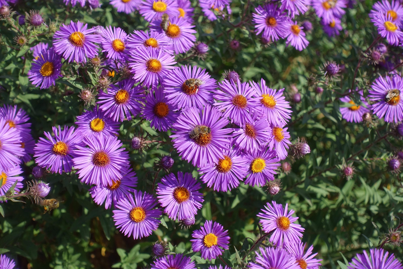 100 Purple NEW ENGLAND ASTER Novae var Angliae Michaelmas Daisy Flower Seeds