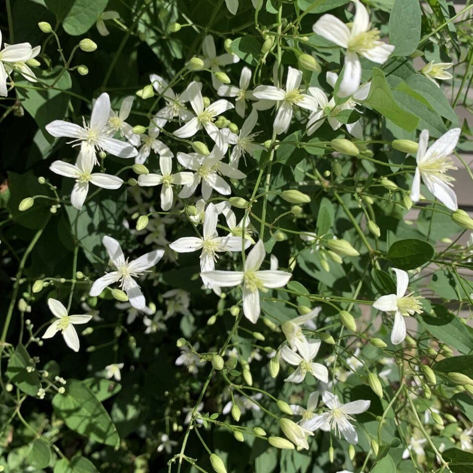 Clematis Love Blooming Virginiana Fall Vine Very Hard Garden Live Plant 2.5″ Pot