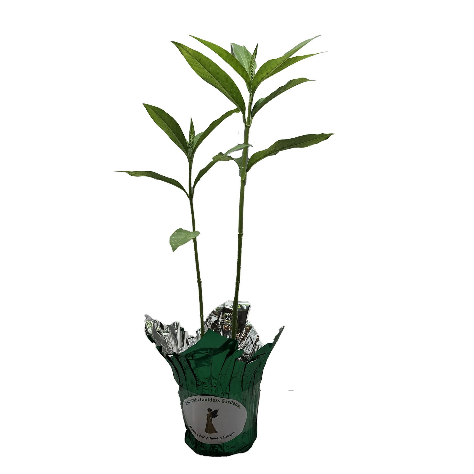 YELLOW MILKWEED Tropical Live Plant Perennial Butterfly Garden Host Asclepias