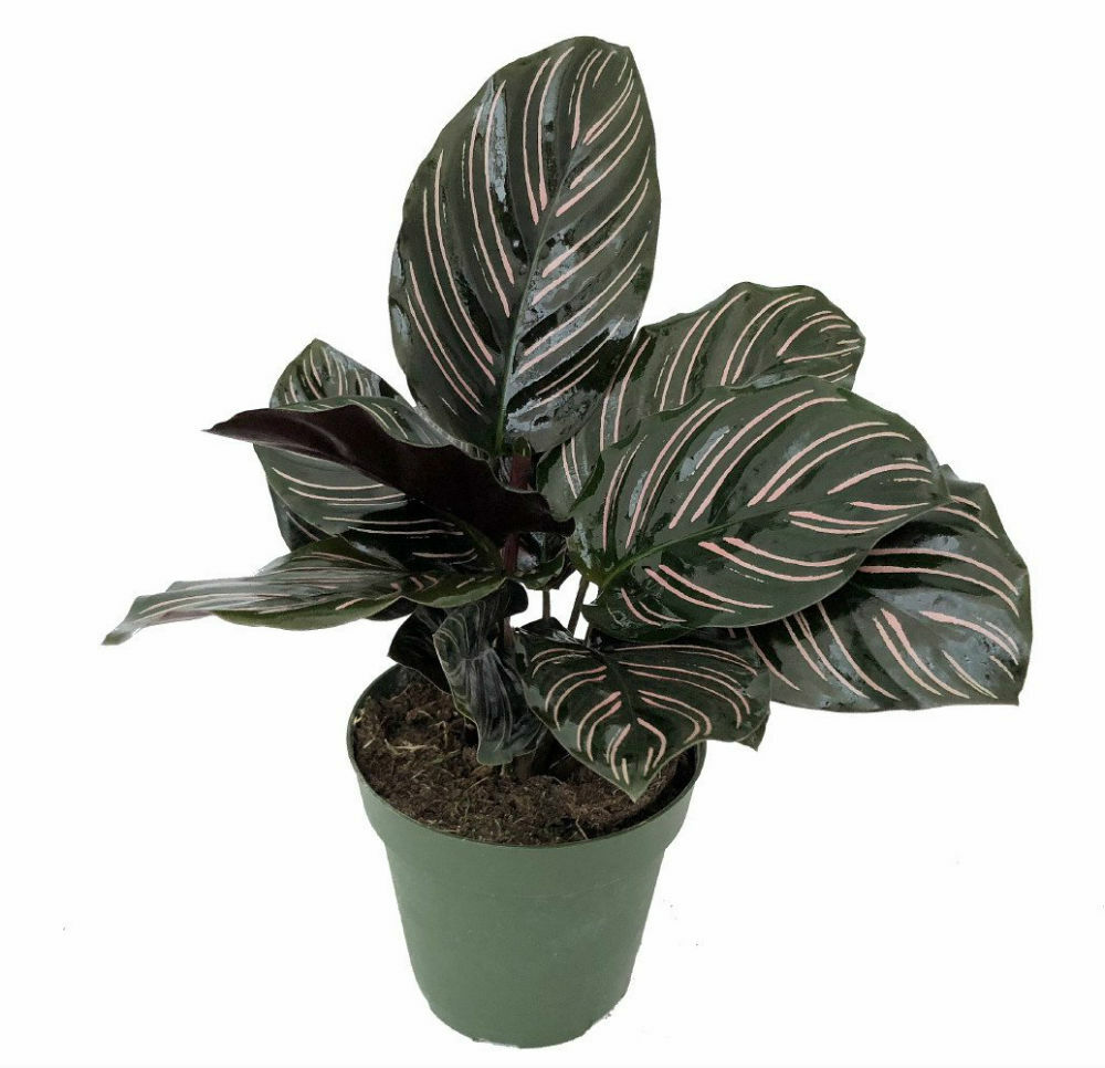 Calathea Ornata Pin Stripe Prayer Live Plant Easy Houseplant 4″ Pot Garden