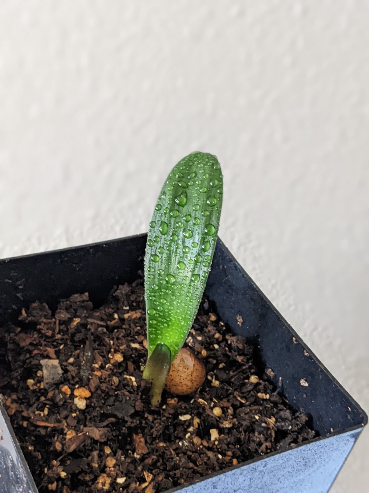 Clivia Seedling ~ Rudo Lotters Peach/Pink, Self-pollination, FREE Shipping
