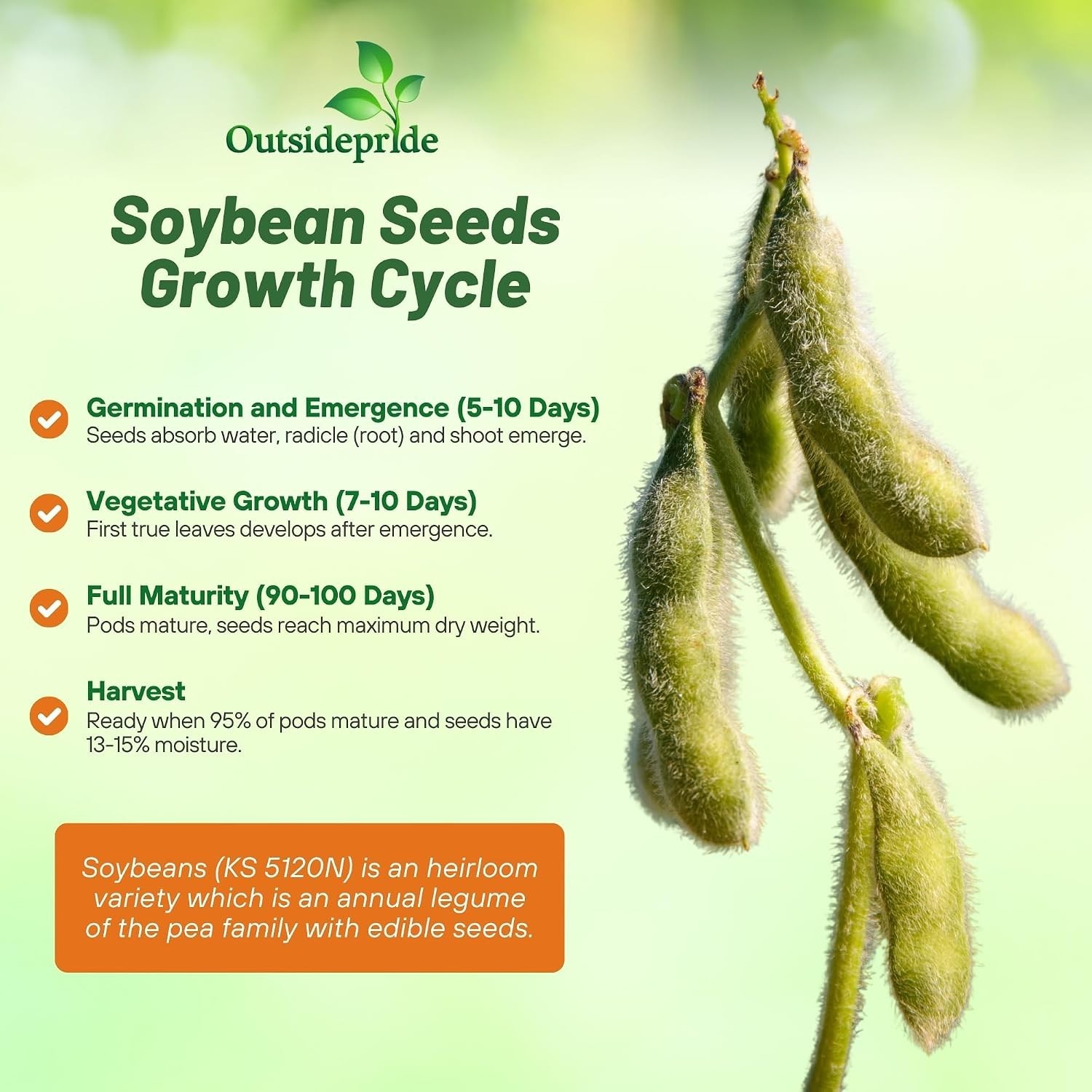 Disease-Resistant Heirloom Soybean Seeds – 10 lbs