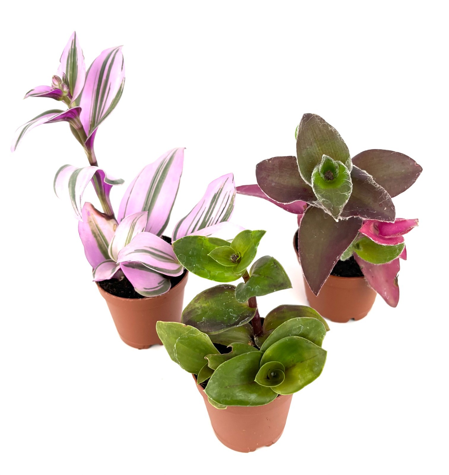 Tradescantia Trio 3 Pack Assorted Houseplants 2″ Pots