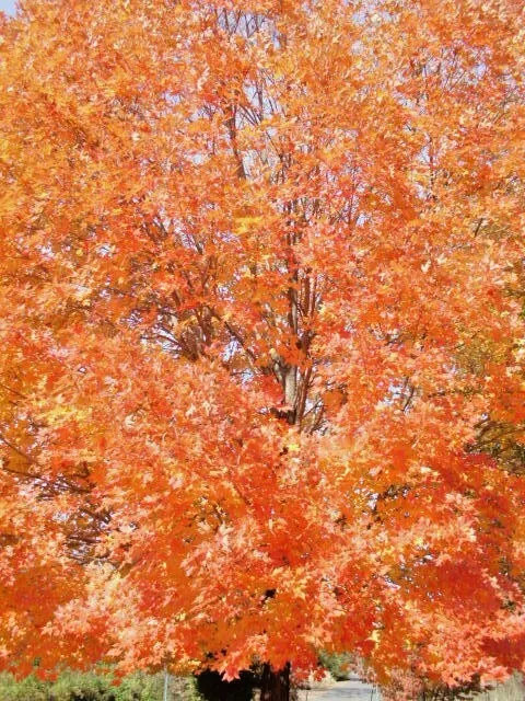 20 LEGACY SUGAR MAPLE SEEDS – Acer saccharum “