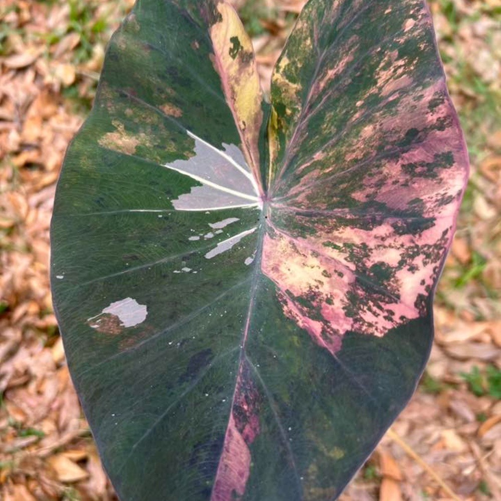 Colocasia Variegated Bulb Elephant Ear Episode One Tuber New Hybrid RARE