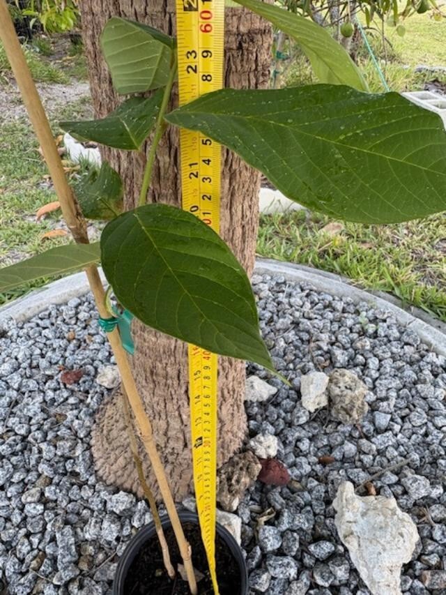 CHERIMOYA (PINEAPPLE) (ANNONA CHERIMOLA/CUSTARD APPLE)NOT GRAFTED RARE SEEDLING