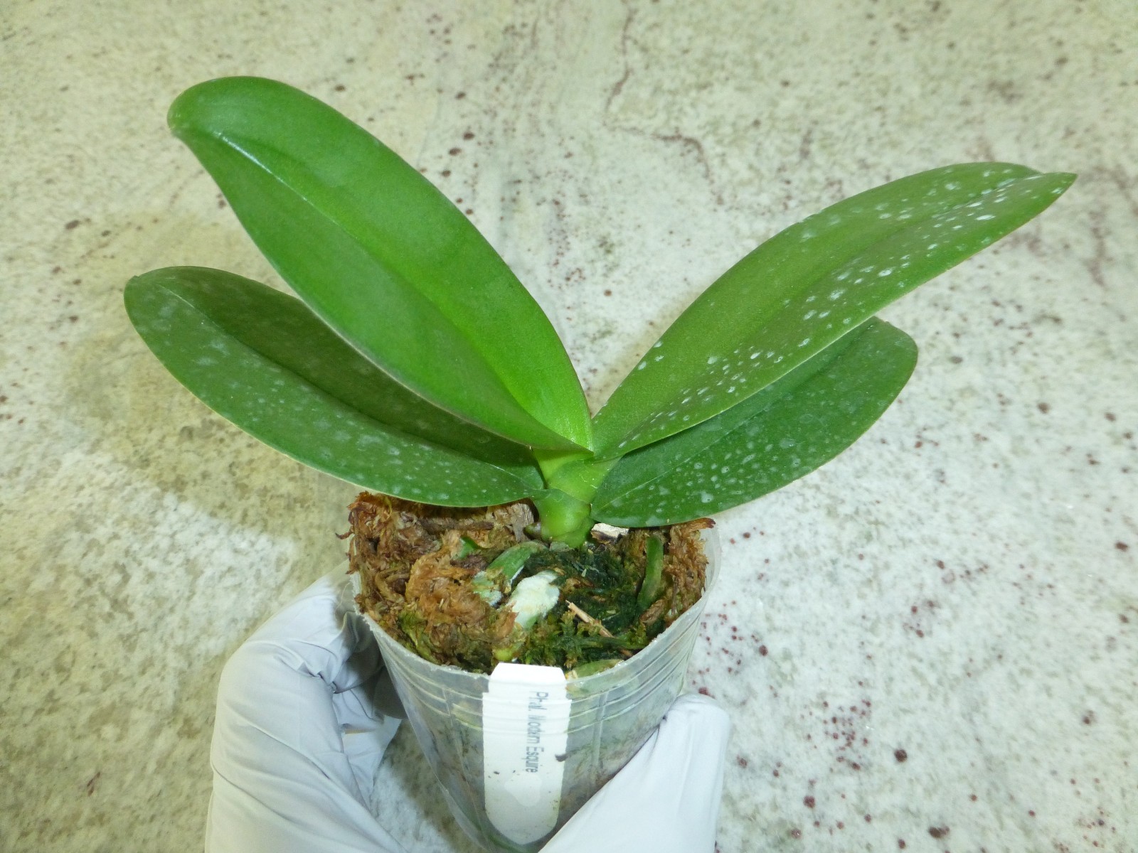Phalaenopsis Orchid Phal. modern esquire In 2.5″ Pot