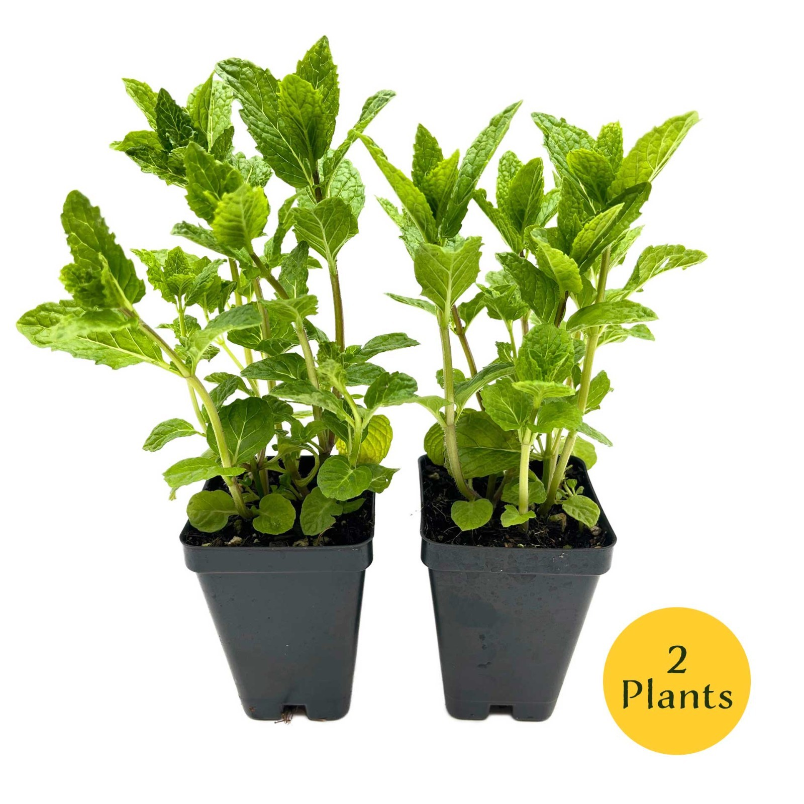 3 Spearmint Plants (Mentha spicata) Fragrant, Edible Culinary Herb for Gardens