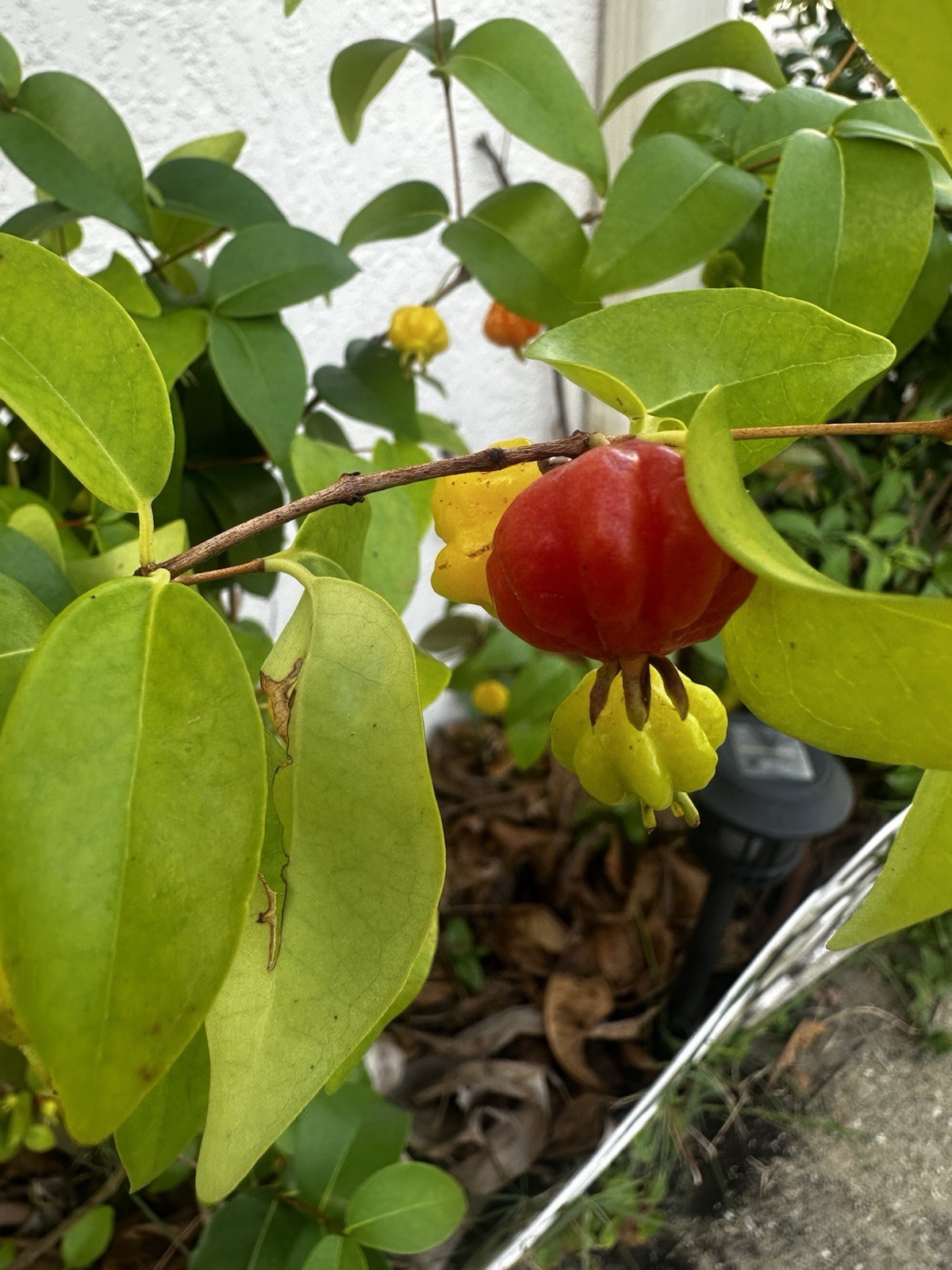 Live Surinam Cherry Plant, 6-12” Ships From Florida