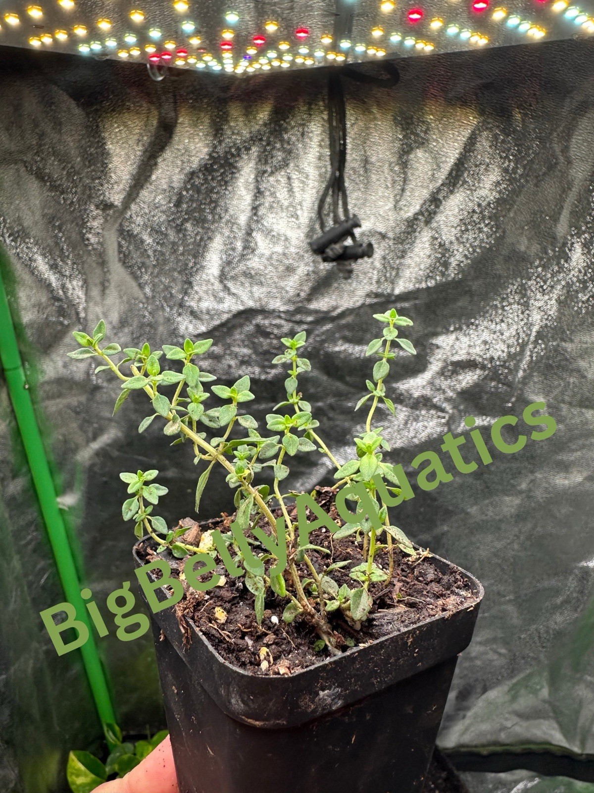 Lemom Thyme Starter Plant With pot Homegrown