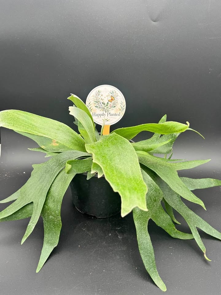 Platycerium Bifurcatum Staghorn – 6″ Pot – Free Shipping