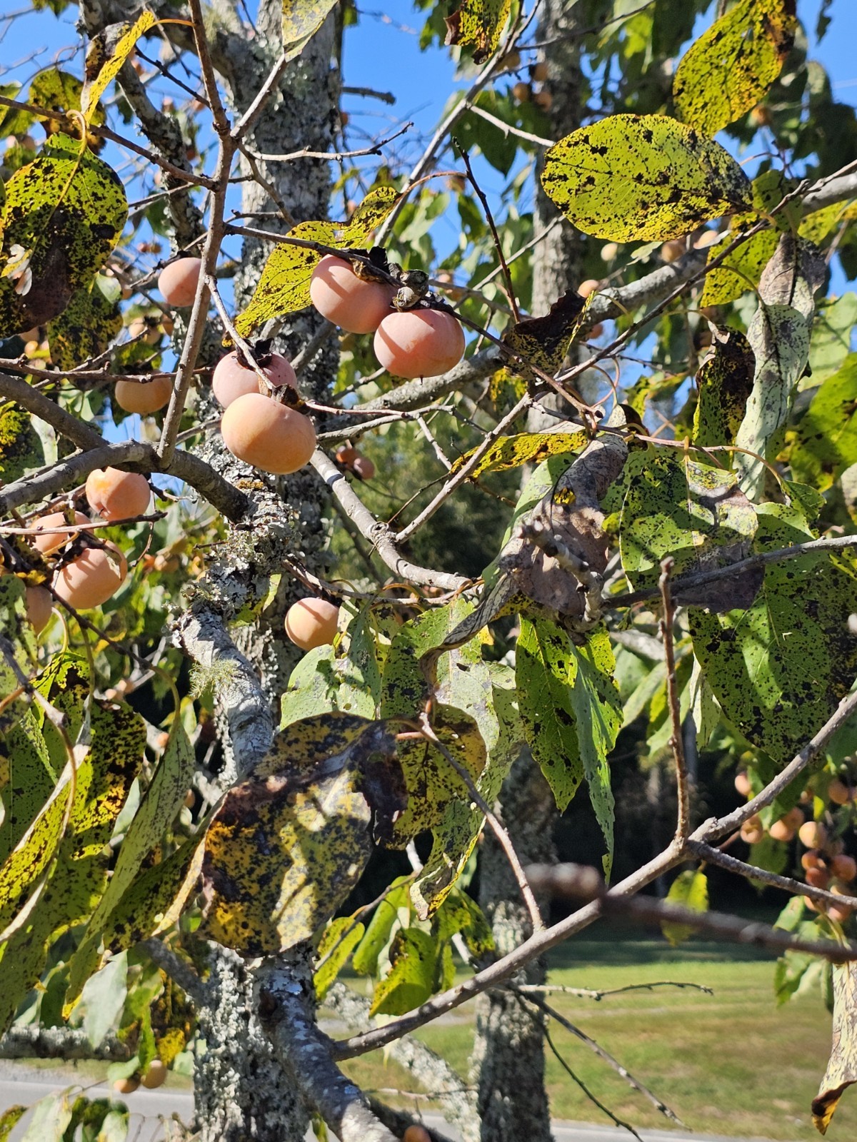 50 American Persimmon Seeds Organic From Arkansas (Diospyros Virginiana)