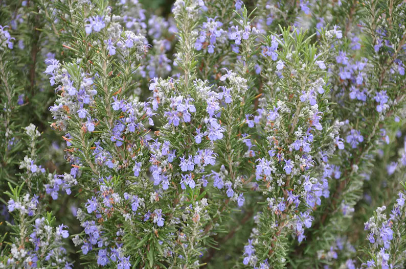 Organic Rosemary ‘Tuscan Blue’ Live Starter Plant – FREE SHIPPING!!!