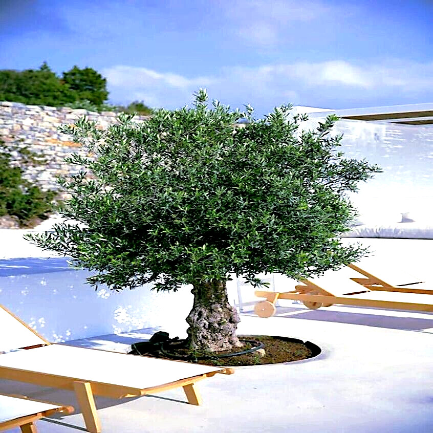 10 CANINO OLIVE TREE SEEDS (Olea europaea) European Common Edible Fruit Plant