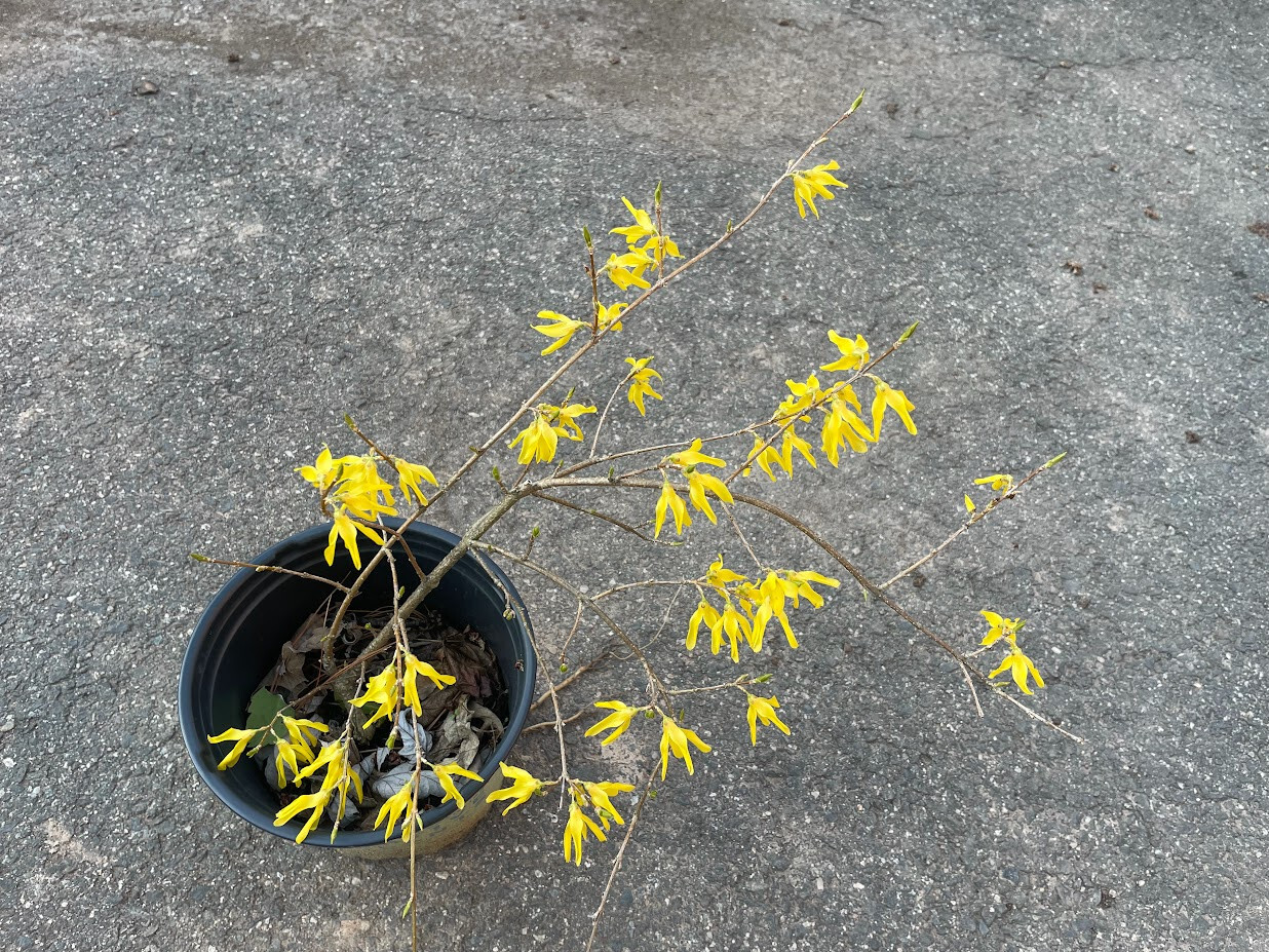 Forsythia shrub Starter plant 1 gallon size nursery pot