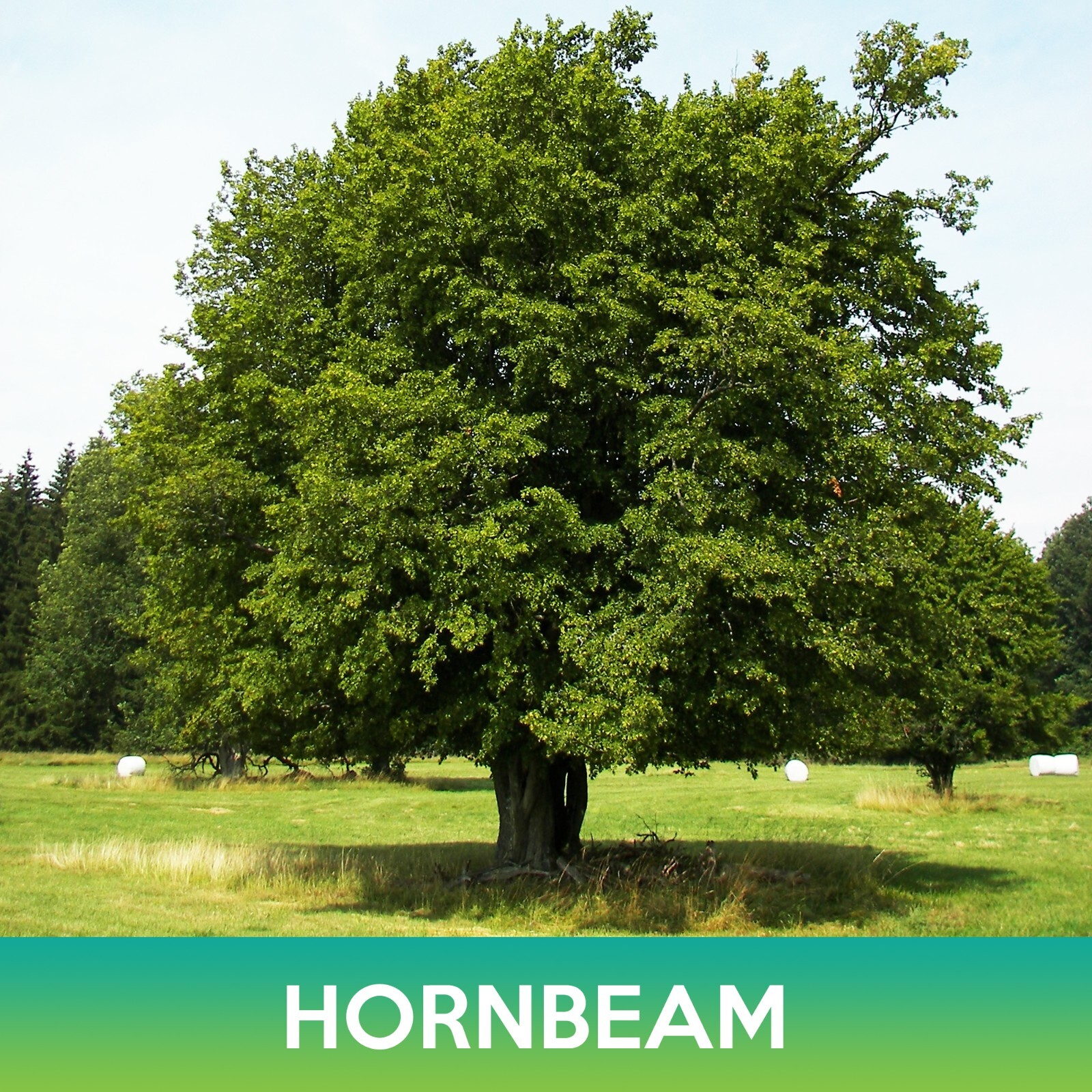 European Hornbeam Seeds