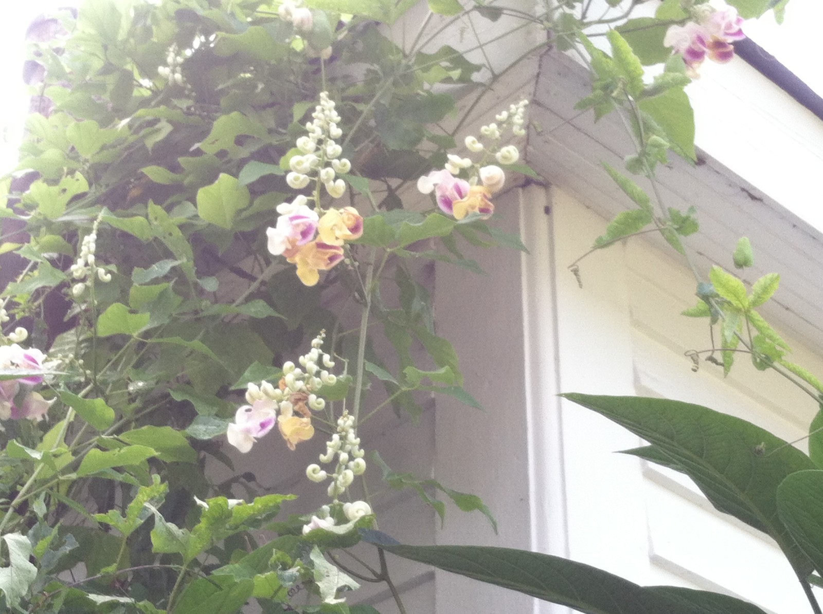 Quart plant of tender perennial vine Cochliasanthus caracalla Corkscrew vine