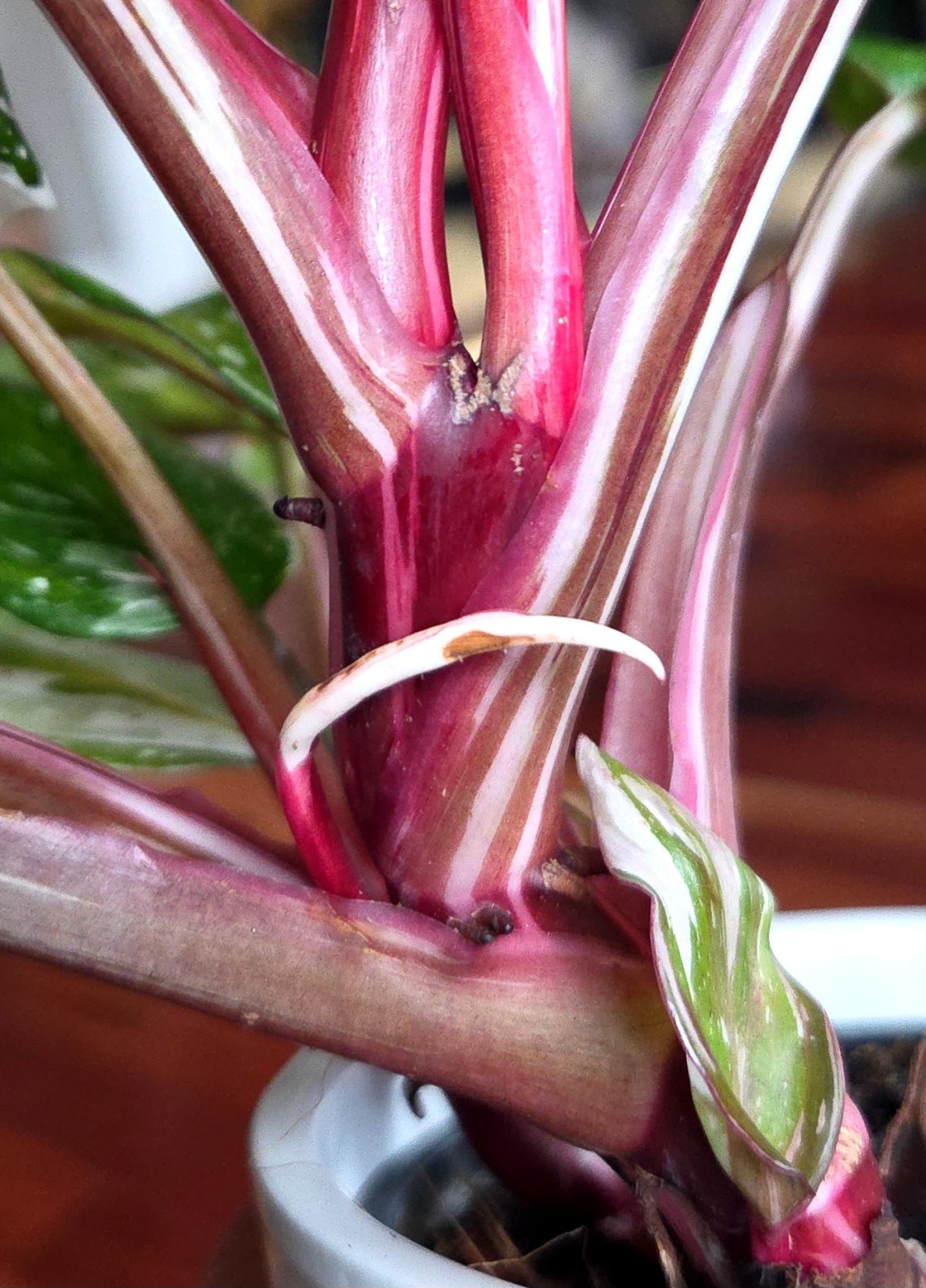 Rare Philodendron Scarlet Princess 16″ Tall Multi Branch Not Anthurium Monstera