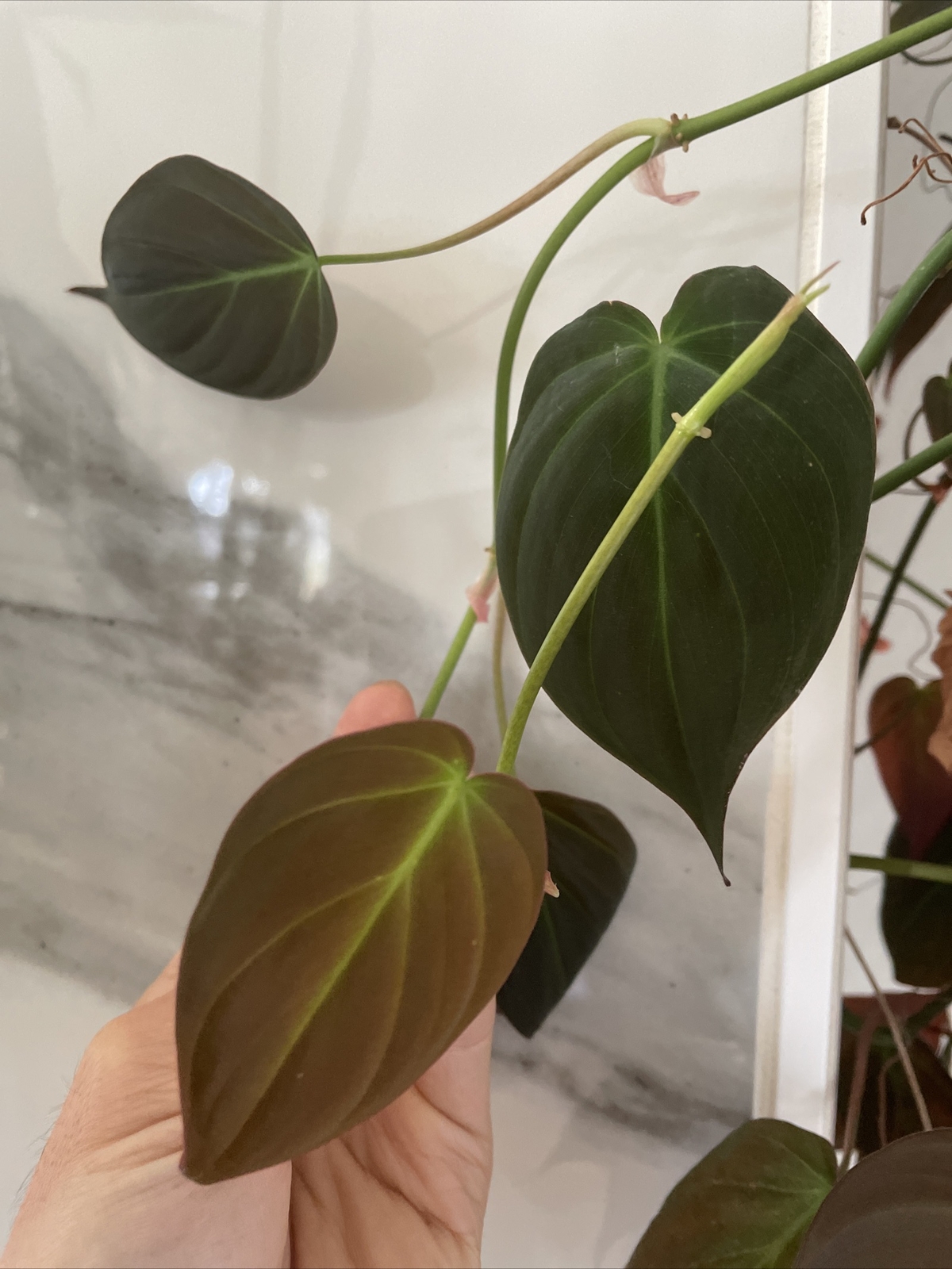 3 pothos (green, Marble, Lime), 1 Micans, 1 Cebu Blue, cuttings 5 varieties