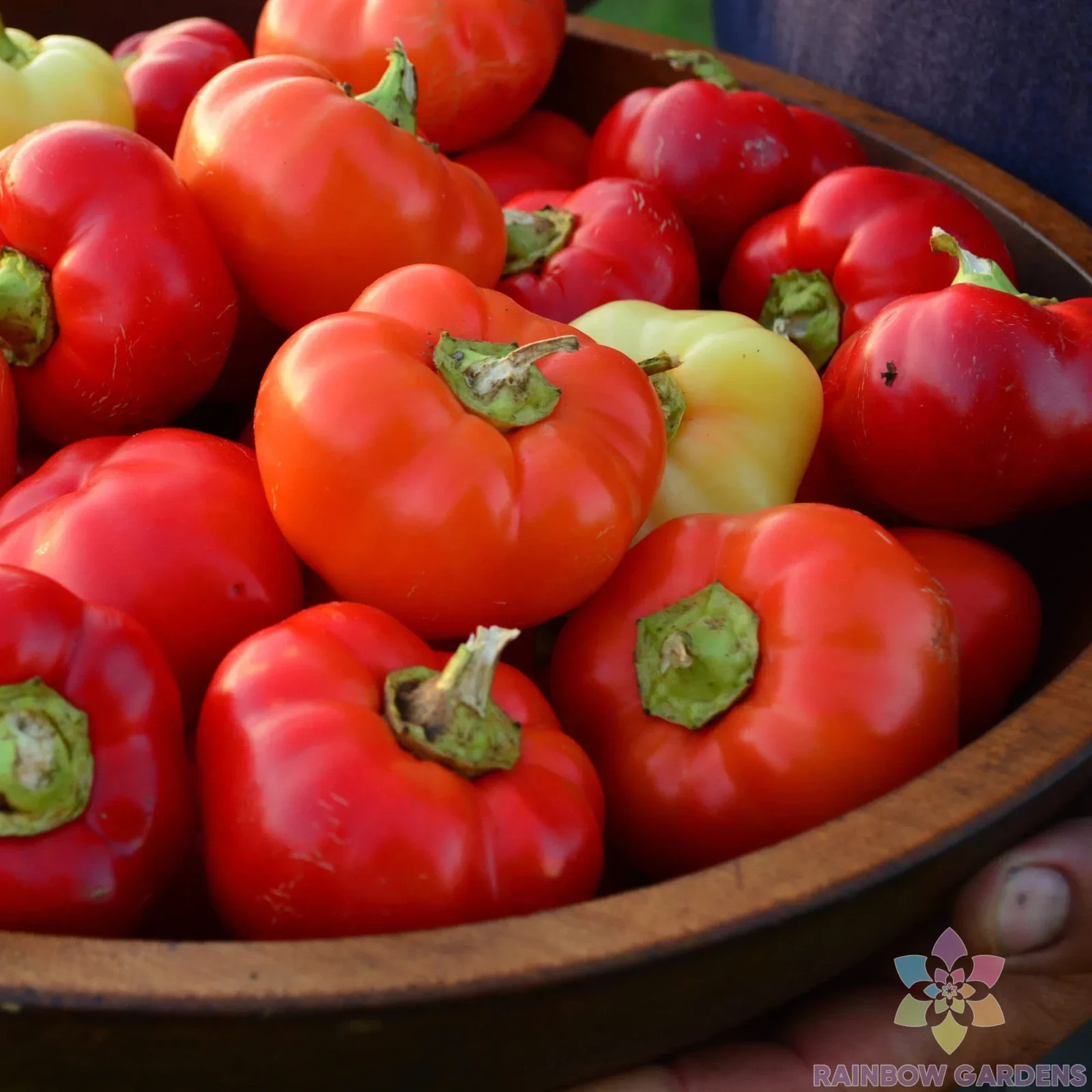 25+ Alma Paprika Sweet Pepper Seeds for Garden Planting – USA – FREE SHIPPING!