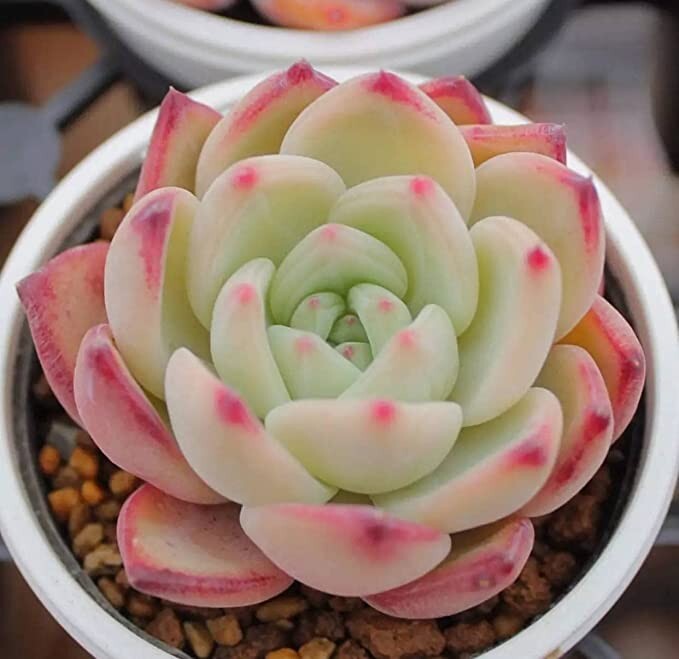 100pcs Mix Rare Succulent Seeds for Planting, DIY Bonsai Ornamental Plant