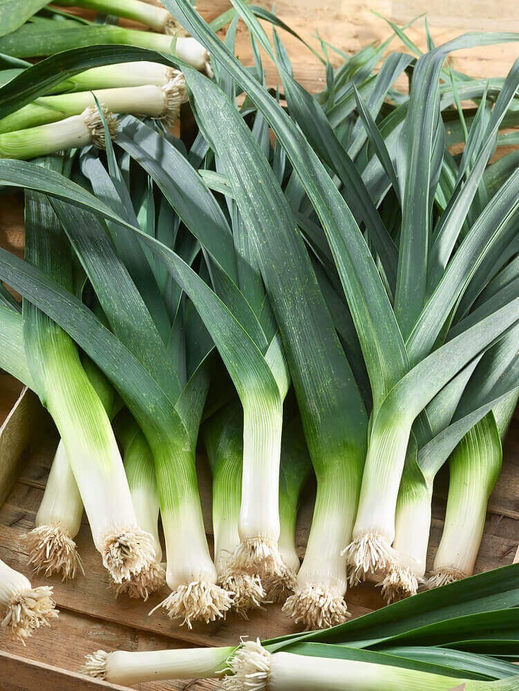 250 Organic Non-GMO Giant Mussleburgh Leek Seeds- Seeds Of Tomorrow