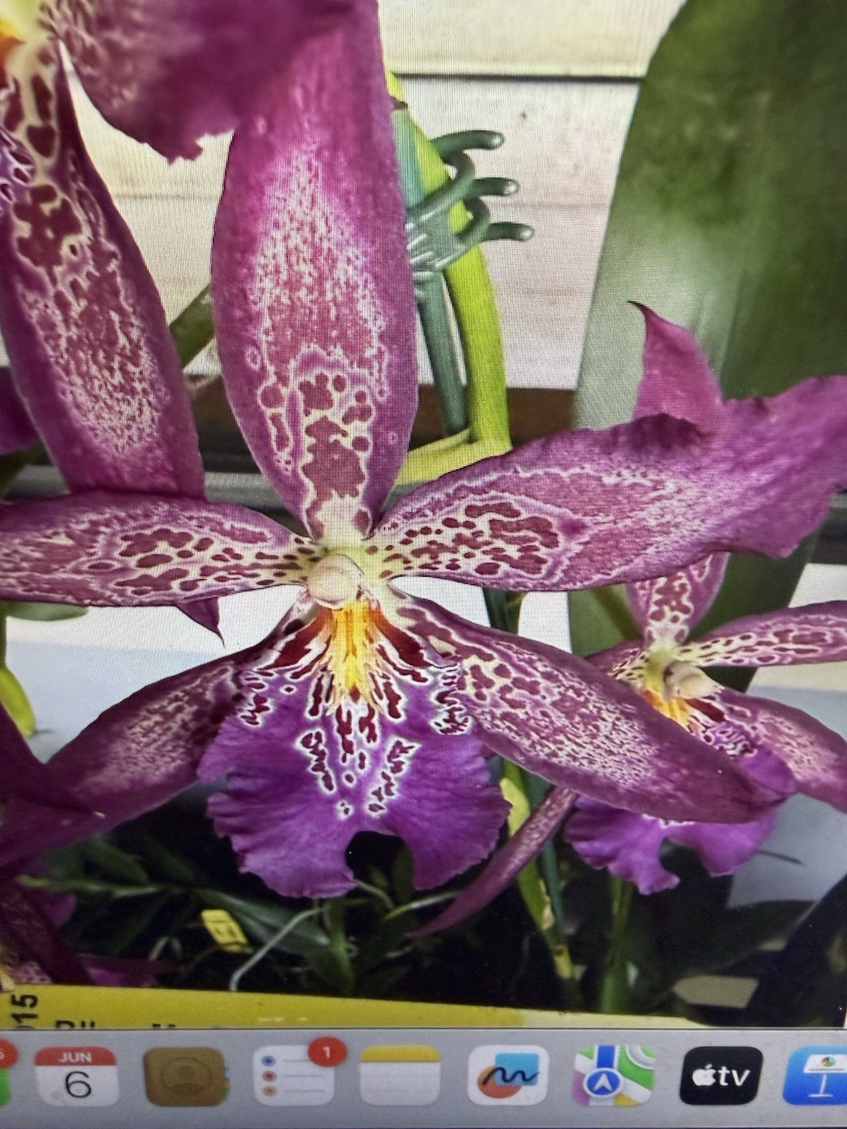 ORCHID Plants 10 Onciduim bulbs $2. each 10 minimum not marked br
