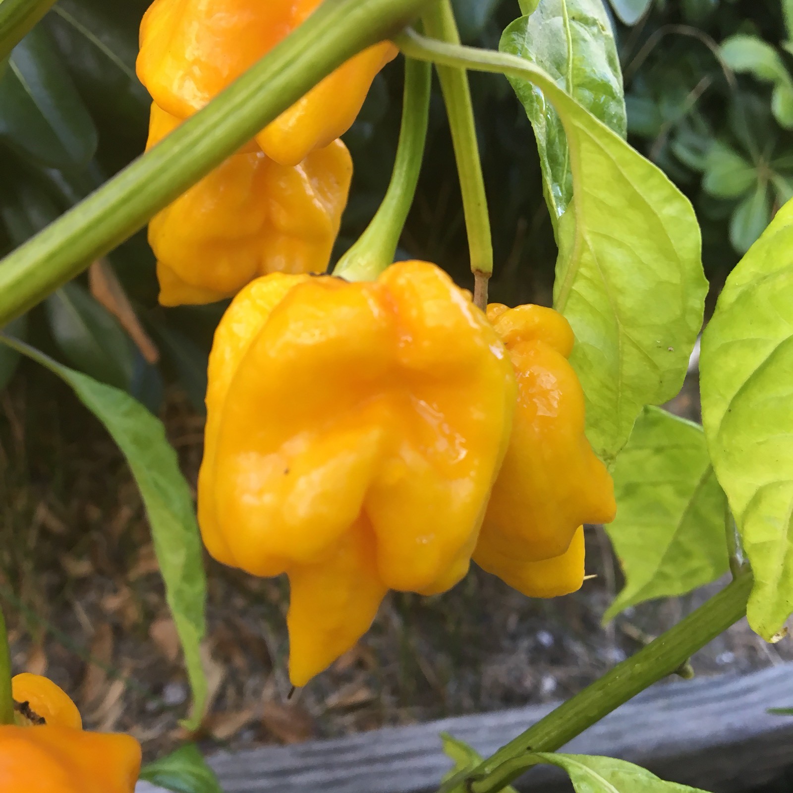 10+ Yellow 7 Pot Primo Pepper Seeds (hot chili, chile) | Hotter than Ghost