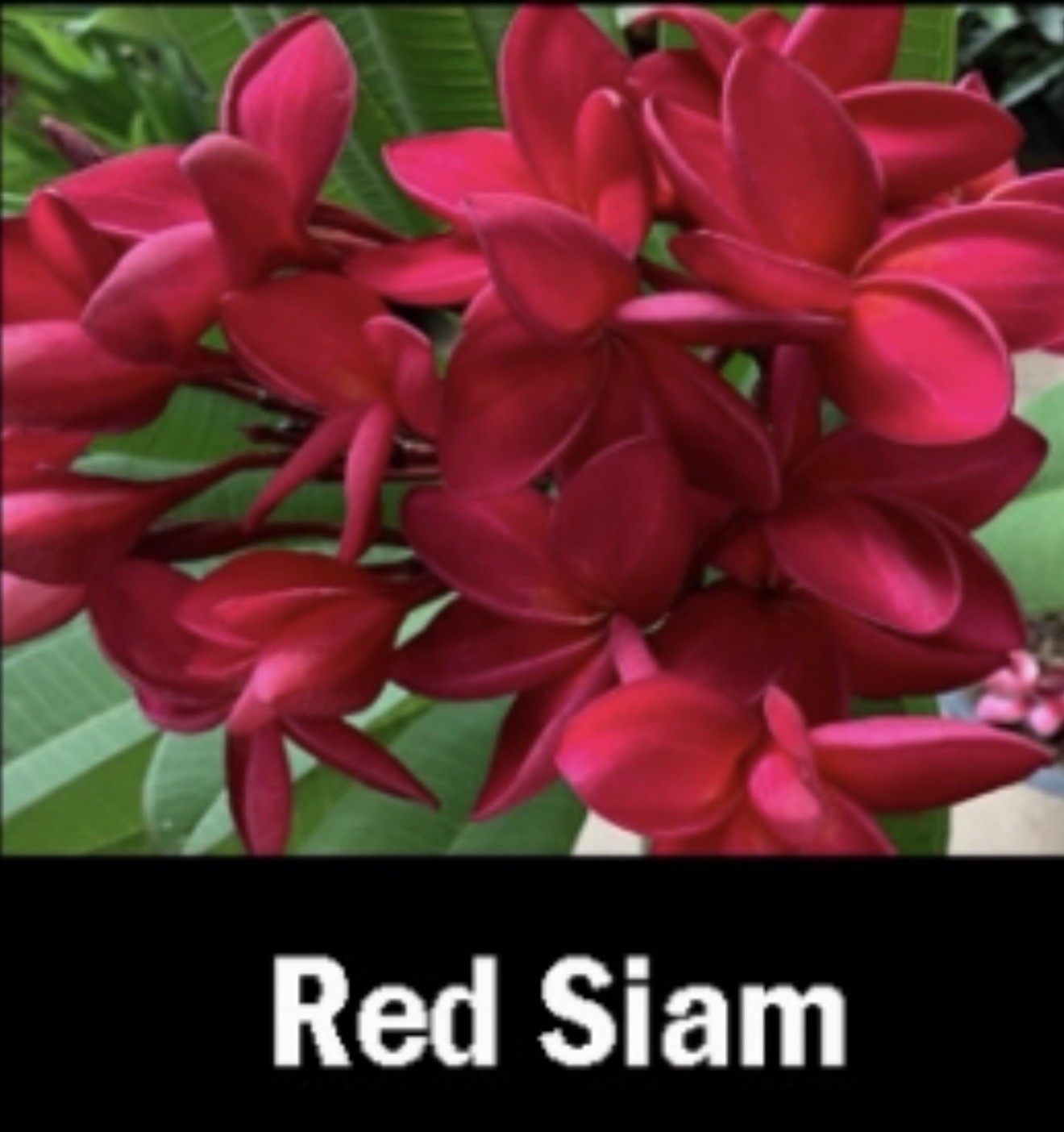 Red Siam Plumeria rubra Frangipani-Fully Rooted & Grafted Plant