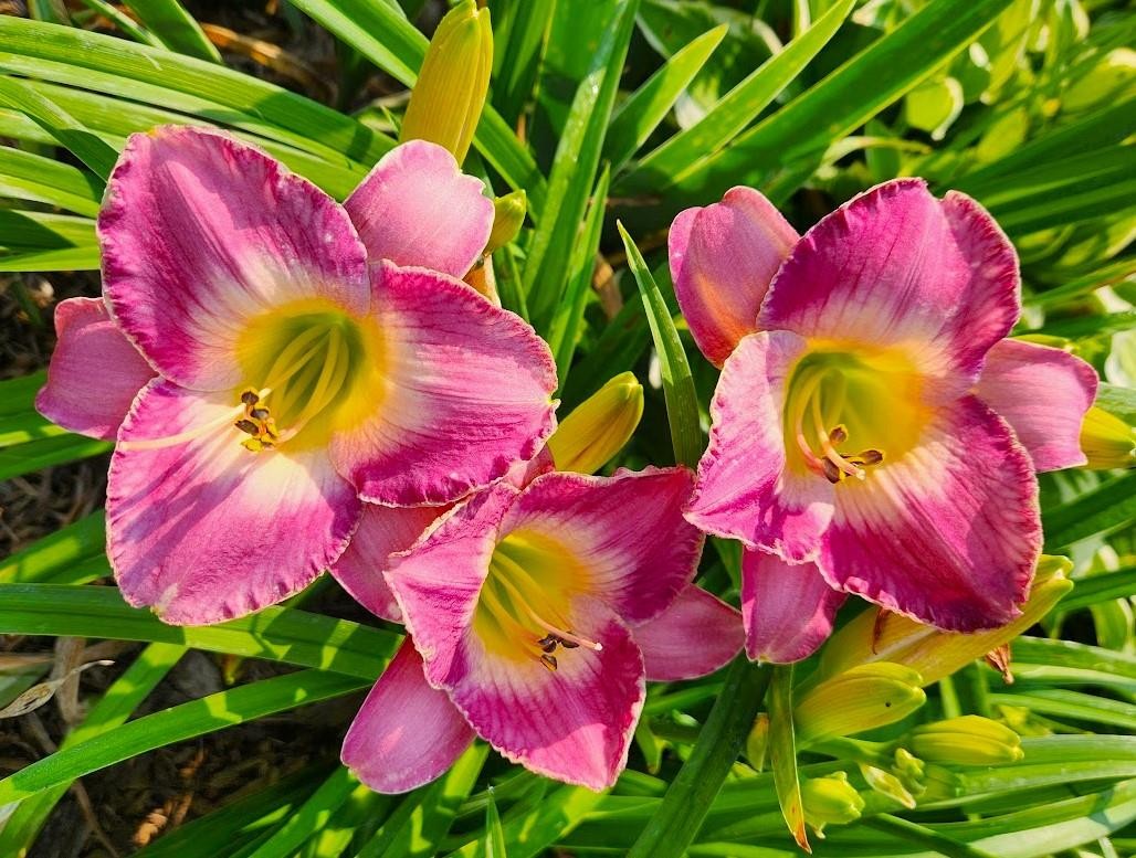 2 Daylilies ~ MOROCCAN SUNRISE ~ Early Bloomer ~ Daylily LIVE PLANTS