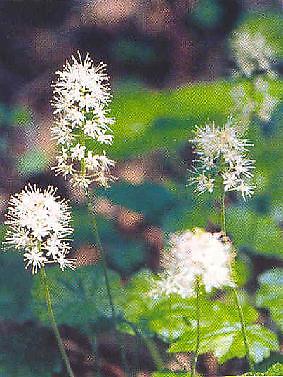 Tiarella polyphylla Filigran 250 seeds