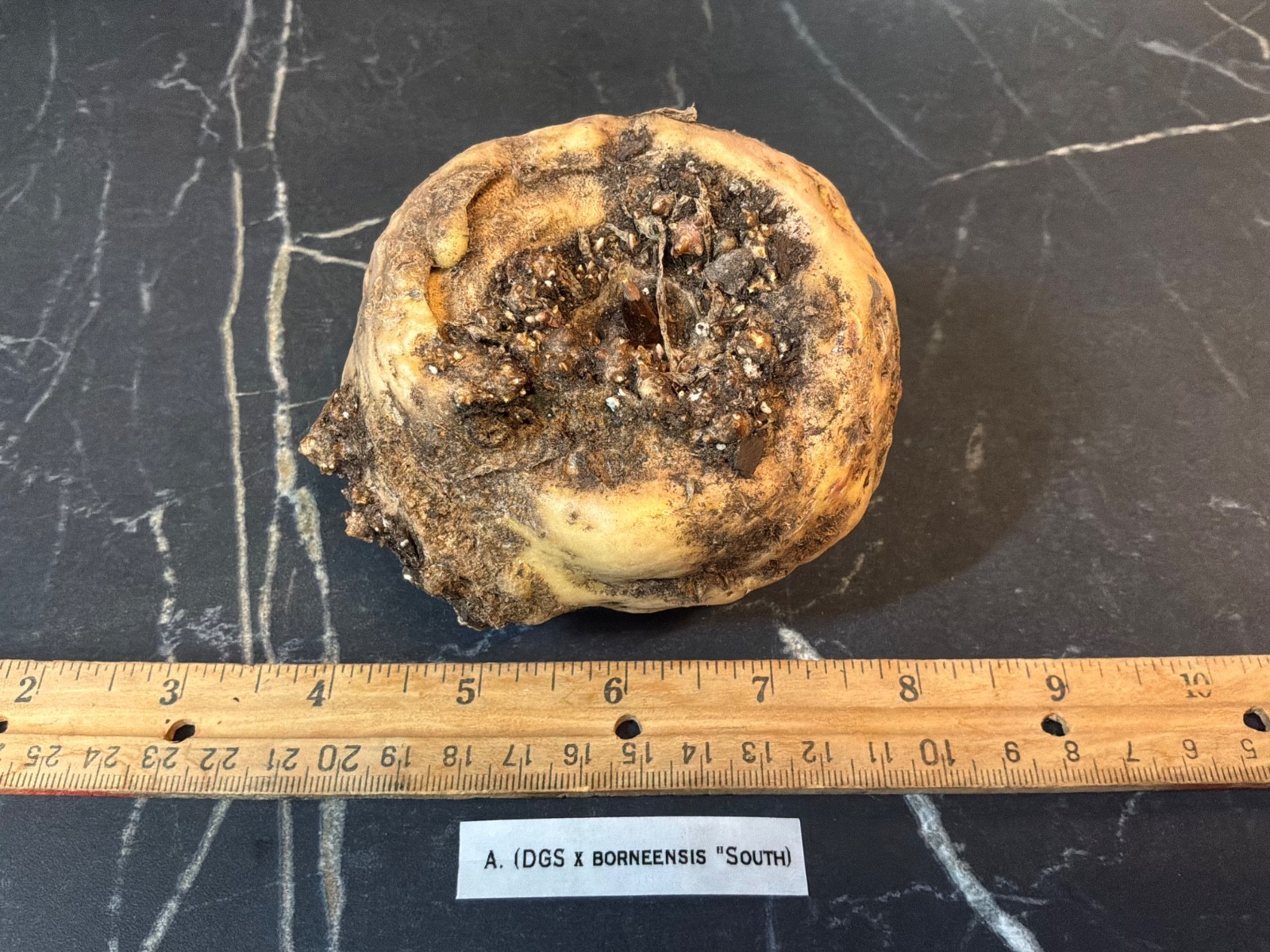 Amorphophallus DGS X borneensis tropical hybrid rare aroid exotic plant gorgeous