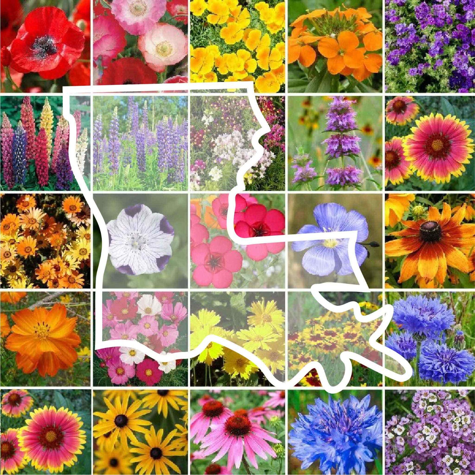 Wildflower LOUISIANA State Mix Perennial &Annual 25 Types USA Non-GMO 1000 Seeds