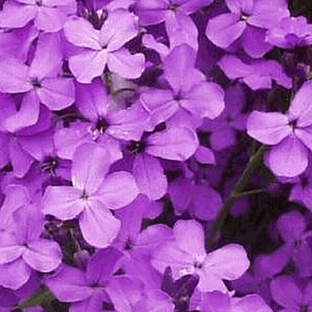 500 seeds DAME’S ROCKET Purple BIENNIAL attracts pollinators +gifts