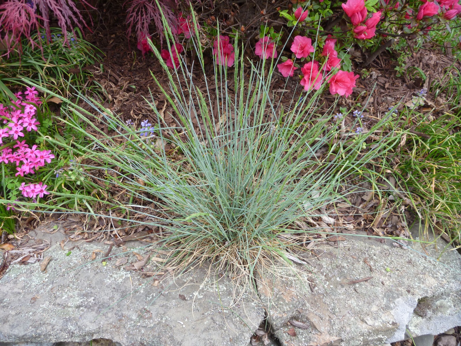 PLANT BLUE SHEEPS FESCUE GRASS FESTUCA CLUMP OVINA GLAUCA ~ NOT Seeds