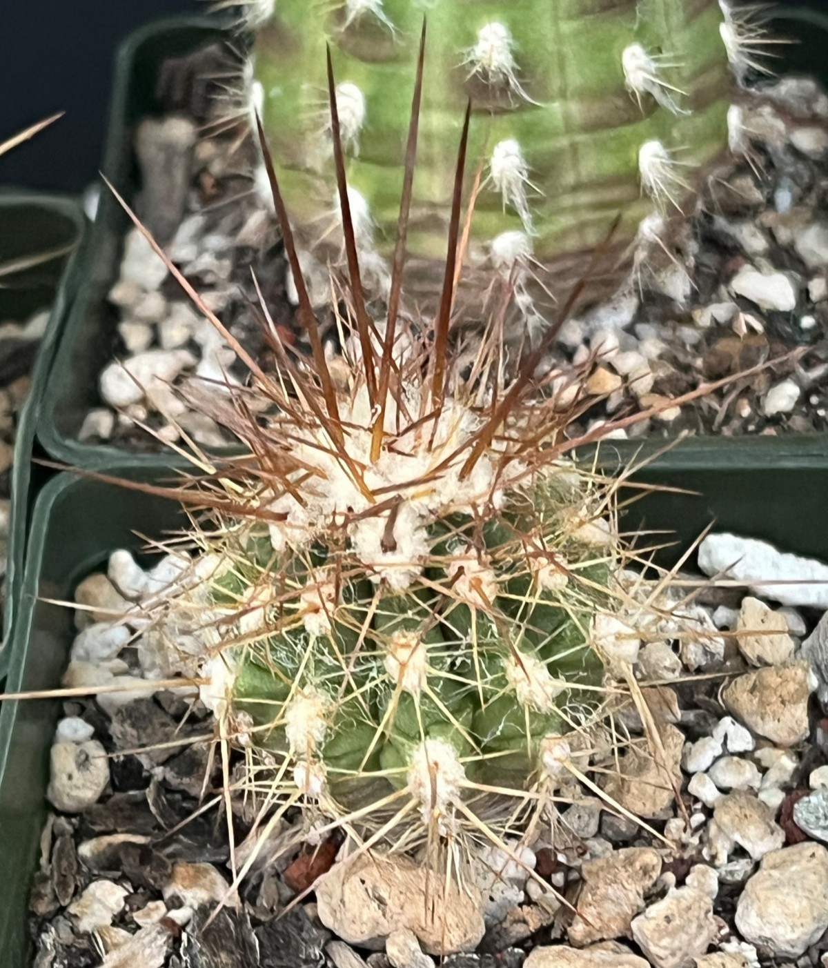 Oreocereus variicolor KK887 locality UNIQUE PHENOTYPES Rare Cactus Seed-Grown