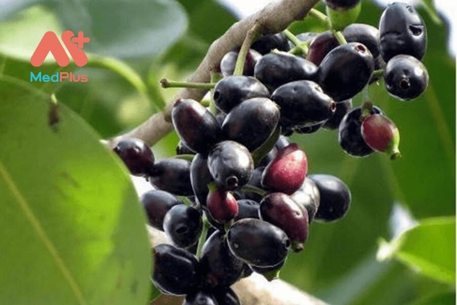 Black Java Plum (syzygium cumini) fruit tree 3 “-6”Live Plant / Cây Trái Trâm