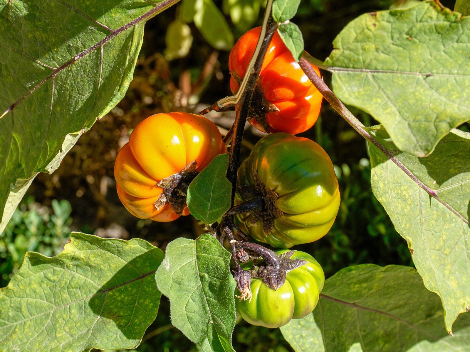 25 RUFFLED RED EGGPLANT Pumpkin On A Stick Edible & Ornamental Solanum Melongena