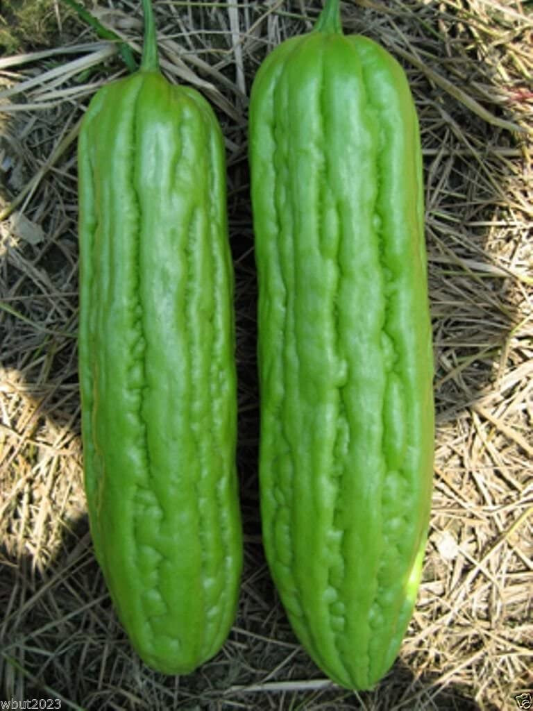 Vietnam Bitter Gourd, Khổ Qua Mỡ Trái Dài, Bitter Melon Seeds F1 Non-GMO
