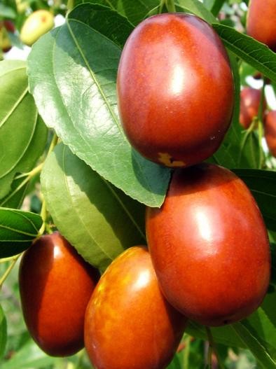 Ziziphus Jujube aka Jujube Tree 5 Seeds Free USPS Ground Shipping!