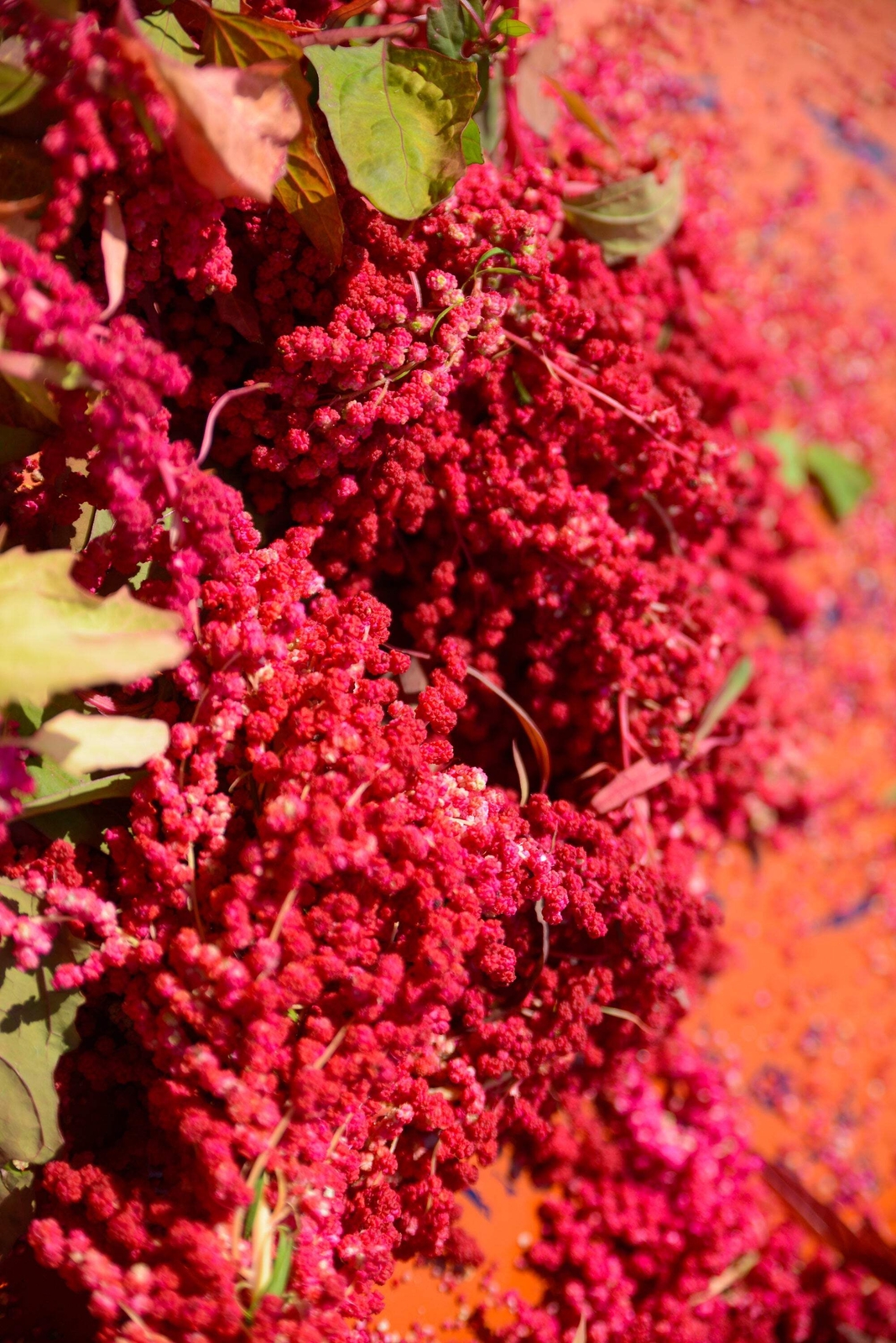 100 Organic RED HEAD QUINOA Grain Chenopodium Quinoa Pink & Red – White Seeds