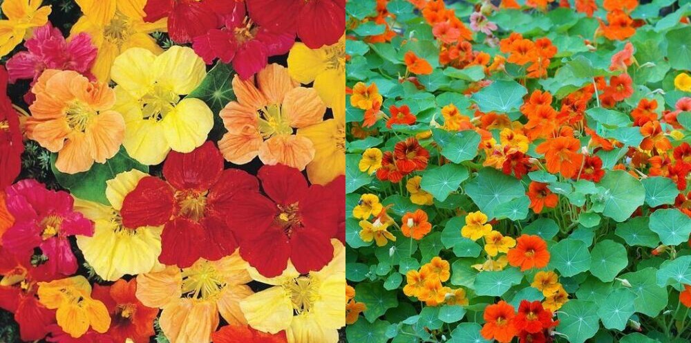 Nasturtium LANDSCAPER’S PACK TALL Mixed Colors Edible Flowers Non-GMO 50 Seeds