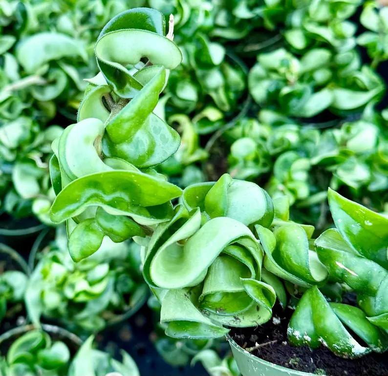 Hoya Hindu Rope Live Plant in 4″ pot Hoya Carnosa Compacta Curly Hoya Plant