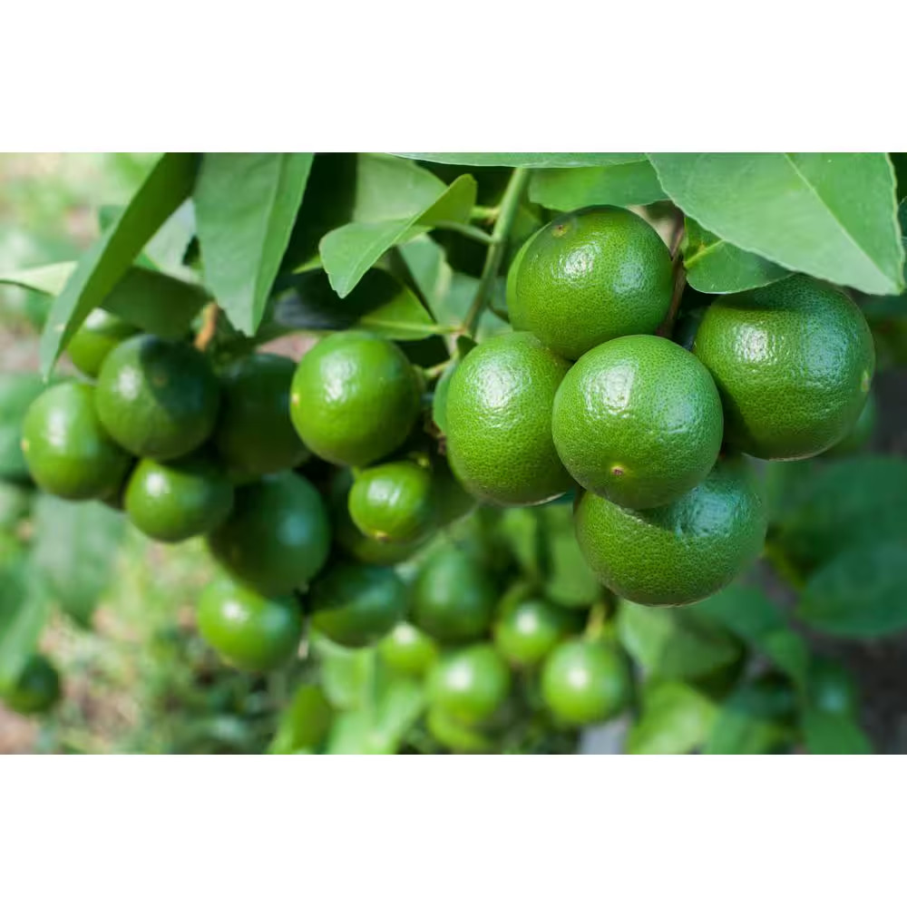 1 Gal Persian Lime Tree Live Plant (Bearss), Seedless Fruit, 1-Pack