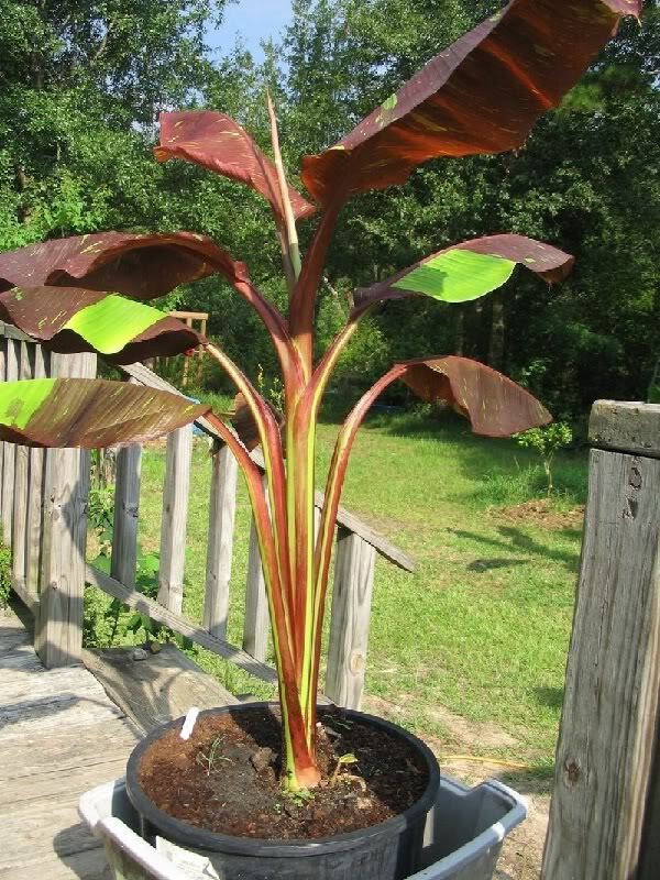 ~SIAM RUBY~Variegated Ornamental Banana SMALL ROOTED STARTER PLANT~VERY RARE~HTF