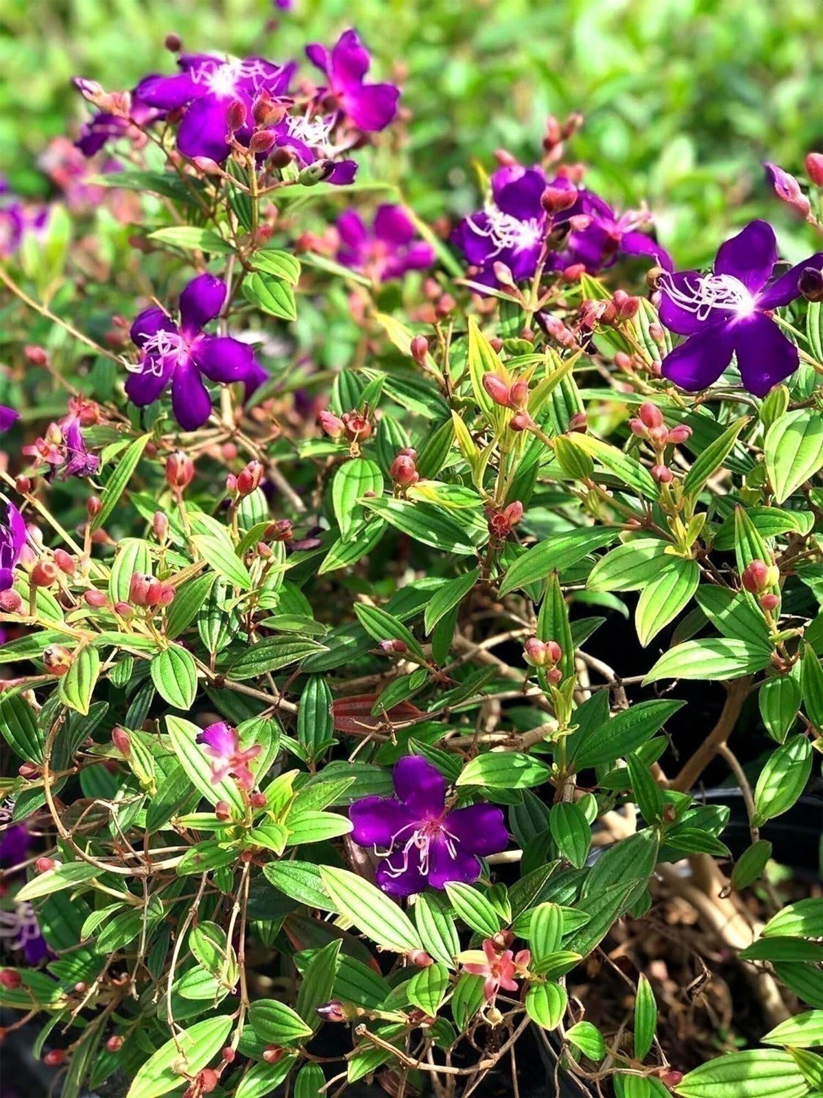 Tibouchina Dwarf Princess | 2 Inch | Tibouchina urvilleana | Flowering Plant