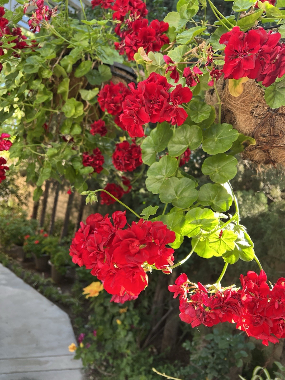 5 Cuttings True Red Ivy ‘Geranium’ Pelargonium 6″