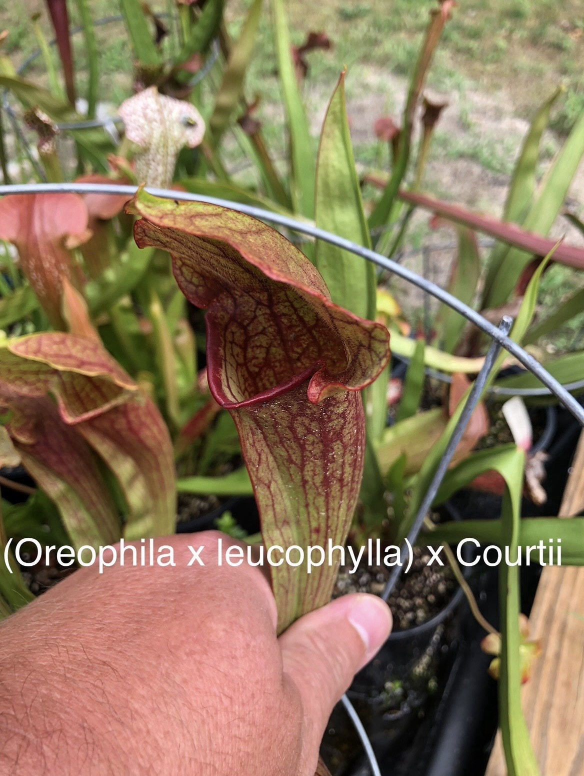 Sarracenia (oreophila X Leucophylla) X Courtii Medium Division