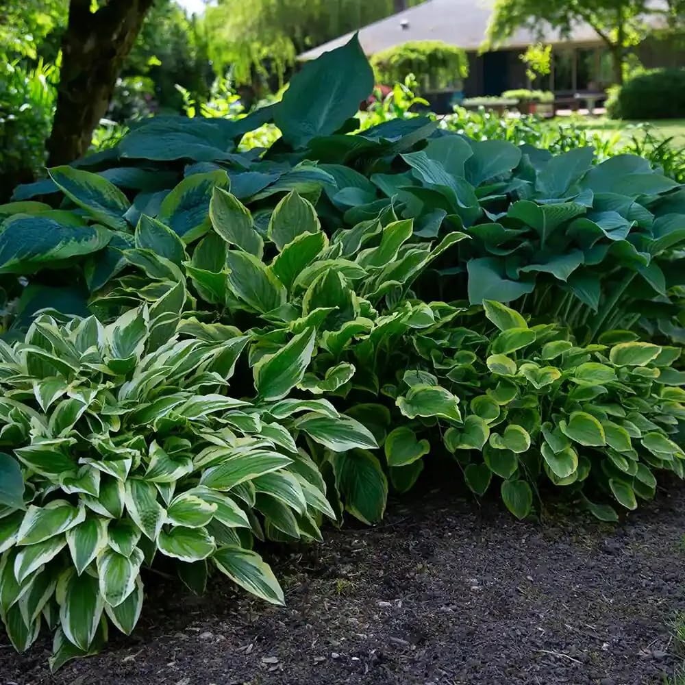 Mixrug Mixed 305+ Hosta Seeds Mix for Planting,Colorsed Hostas